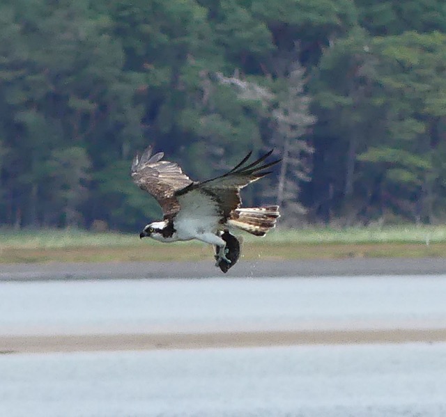 An action style profile shot of an osprey with obvious detail in its markings. A medium-sized dark-colored fish can be seen clutched between its claws.