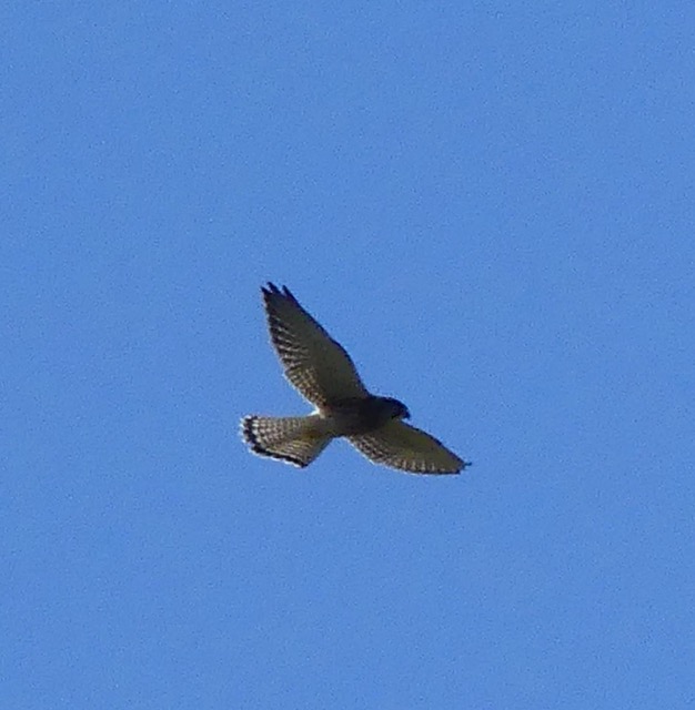 A peregrine falcon centred on a blue sky. Its white undermarkings can be seen.