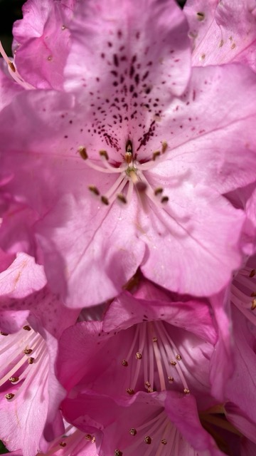 Pink speckled flower; closeup macro composition