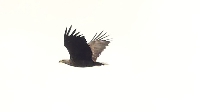 A large photograph of a white-tailed sea eagle. The detail in the brown of its feathers and the yellow of its beak can be quite clearly seen. It is a large, blocky bird with pointy wingtip feathers.